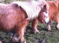 Child's pony beaten to death with brick