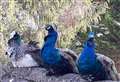 Mystery as couple discover peacocks sitting on their roof