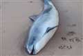 Porpoise found dead on beach