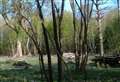 Diseased trees posing risk to walkers at beauty spot face the chop