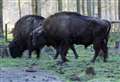 Bison to roam Kent woodland