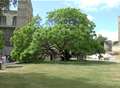 Future uncertain for iconic tree