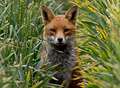 Fox 'shot at Sainsbury's'