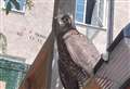 Bird of prey found on garden fence