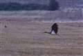 Bird lovers flock to see rare visitor to UK