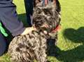 Wandering pup joins in sponsored walk