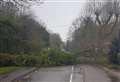 Tree blocks road as Storm Gareth hits