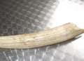 Elephant tusk thief jailed