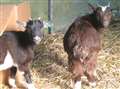 Goats stolen from back garden