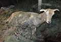 Goat killed in arson attack