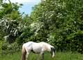 Escaped horse causes chaos on roundabout