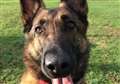 Robbery suspects tracked down by police dog