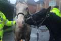 Horses bring traffic to a halt