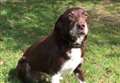 Police dog's nose points to retirement