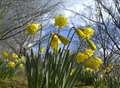 Customers told not to eat... daffodils