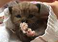 Pupils rescue kitten dumped in bin