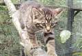 Adorable pictures of wildcat kittens born at Kent animal park