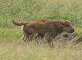 Port Lympne's new arrival - a bison calf