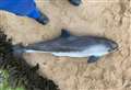 Man 'cuts up dead porpoise with meat cleaver'