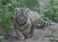 Tiger cub diary: video exclusive