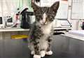 Kitten which was fighting for its life now on the mend