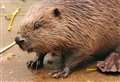 Sick beaver rescued after washing up on beach