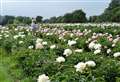 Queen of peonies