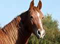 Horse breaks free and falls into swimming pool