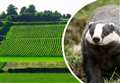 Winery expansion bid withdrawn over 'traffic and badger' fears