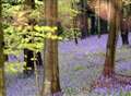 Join Bluebell Walk through heart of Kent