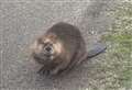 Rescue operation launched as rare footage shows beaver at beach