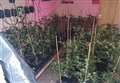 300 cannabis plants destroyed by police