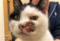 Elderly cat with cancer found dumped