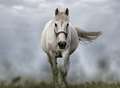 Escaped horse causes road chaos