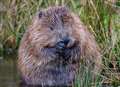 Rare beaver sighting in Kent river