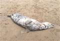 Dead seal found on beach