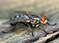 Thousands of flies infesting house 