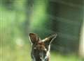 Police called after wallaby stops traffic