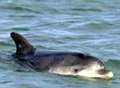 Dead dolphin discovered - but is it Dave?