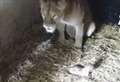 Animal park welcomes three lion cubs