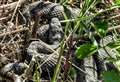 Adder spotted sunbathing at park