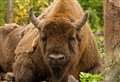 Bison viewing platforms snubbed