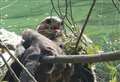 Magnificent buzzard trapped in fishing wire at pond 