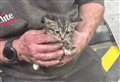 Precious moment tiny kitten is rescued from MOT brake tester