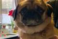 Owners' devastation after missing pug is found dead