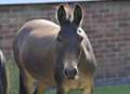 Horse rescued from ditch