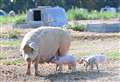 Former piggery up for sale for £225k