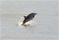 Amazing video shows ‘dolphins’ leaping from water near pier