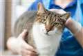 Cost of living crisis leaves owners unable to feed cats