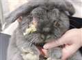 Man could be jailed after rabbits found in squalor